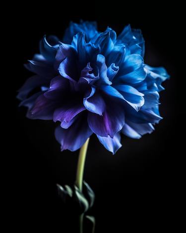 Original Botanic Photography by Michael Filonow