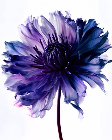 Original Photorealism Botanic Photography by Michael Filonow