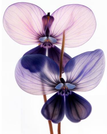 Original Contemporary Botanic Photography by Michael Filonow