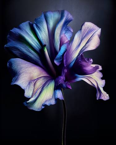 Original Contemporary Botanic Photography by Michael Filonow