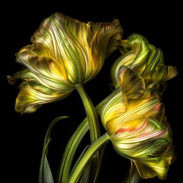 Original Contemporary Botanic Photography by Michael Filonow