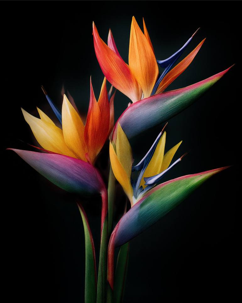 Original Botanic Photography by Michael Filonow | Conceptual Art on Paper | Birds Of Paradise