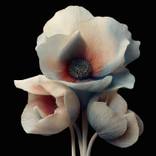 Ivory Bloom 2 by Michael Filonow