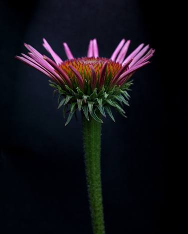 Print of Floral Photography by Michael Filonow