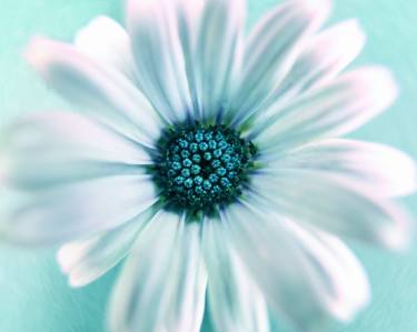 Print of Fine Art Floral Photography by Michael Filonow