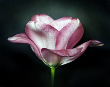 Print of Fine Art Floral Photography by Michael Filonow