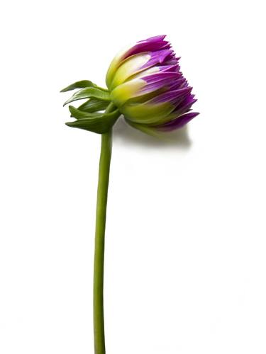 Original Fine Art Floral Photography by Michael Filonow