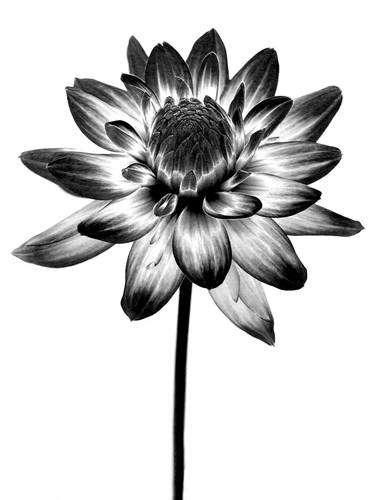 Print of Fine Art Floral Photography by Michael Filonow