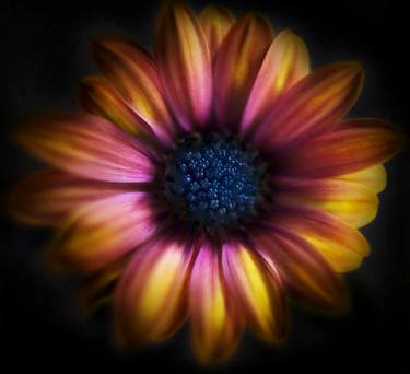 Original Floral Photography by Michael Filonow