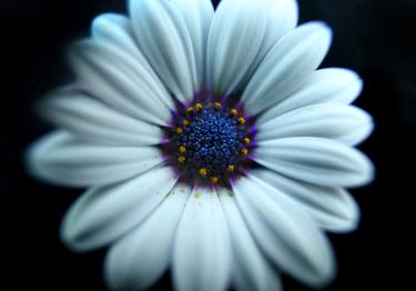 Original Floral Photography by Michael Filonow