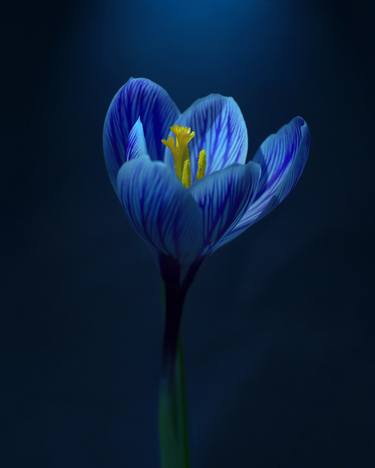 Original Fine Art Floral Photography by Michael Filonow