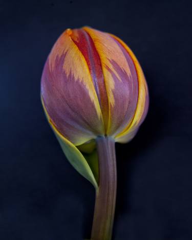 Original Fine Art Floral Photography by Michael Filonow
