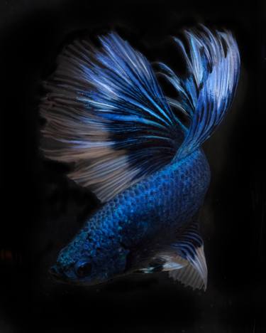 Original Fine Art Fish Photography by Michael Filonow
