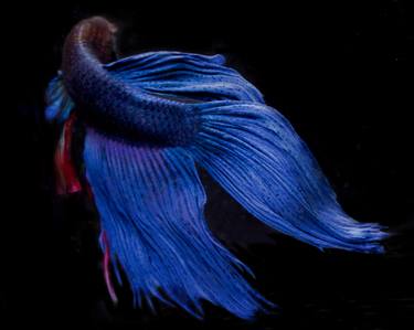Print of Fine Art Fish Photography by Michael Filonow