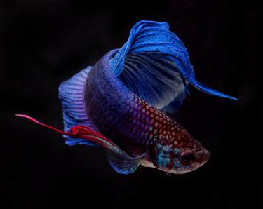 Original Fine Art Fish Photography by Michael Filonow