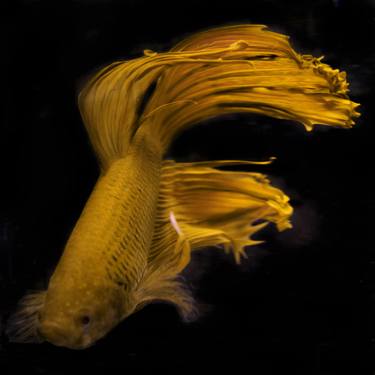 Original Fine Art Fish Photography by Michael Filonow