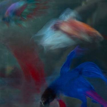 Print of Fish Photography by Michael Filonow