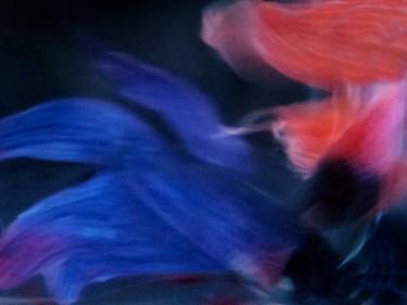 Original Abstract Fish Photography by Michael Filonow