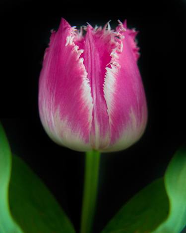 Original Floral Photography by Michael Filonow