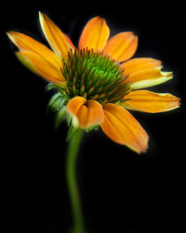 Print of Abstract Floral Photography by Michael Filonow