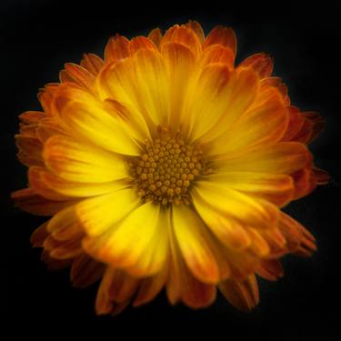 Original Floral Photography by Michael Filonow