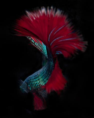 Print of Fish Photography by Michael Filonow