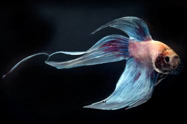 Original Fish Photography by Michael Filonow