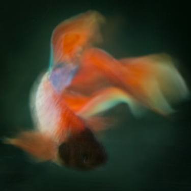 Original Fish Photography by Michael Filonow
