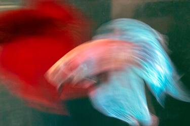 Original Abstract Fish Photography by Michael Filonow