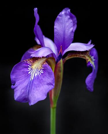 Original Floral Photography by Michael Filonow