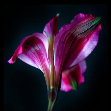 Original Abstract Floral Photography by Michael Filonow