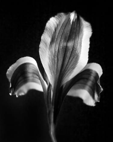 Print of Fine Art Floral Photography by Michael Filonow