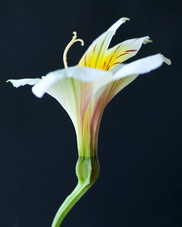Original Art Deco Botanic Photography by Michael Filonow