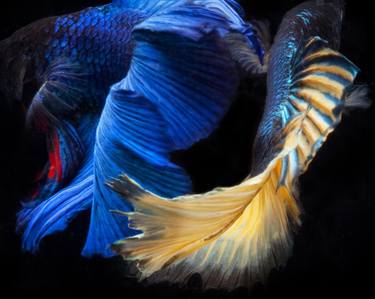 Print of Fine Art Fish Photography by Michael Filonow
