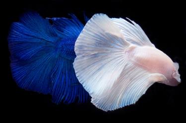 Original Fish Photography by Michael Filonow