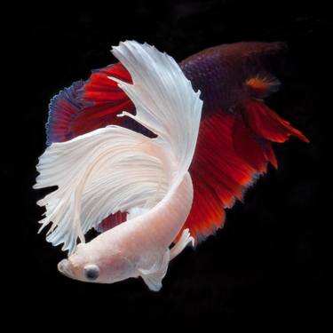 Original Realism Fish Photography For Sale