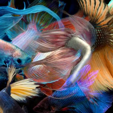 Print of Conceptual Fish Photography by Michael Filonow