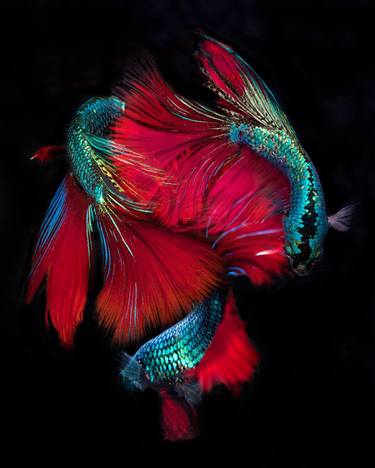 Original Abstract Fish Photography by Michael Filonow