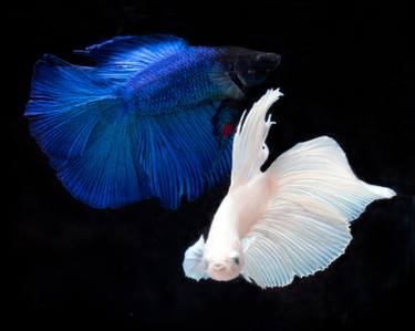 Original Fine Art Fish Photography by Michael Filonow