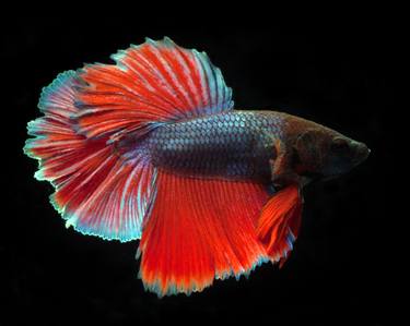 Betta 91 - Limited Edition of 30 thumb