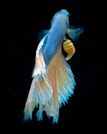 Print of Fish Photography by Michael Filonow