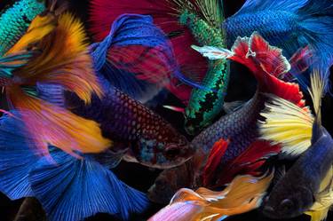 Print of Abstract Fish Photography by Michael Filonow