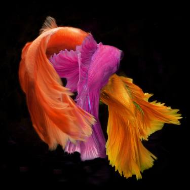 Original Abstract Fish Photography by Michael Filonow