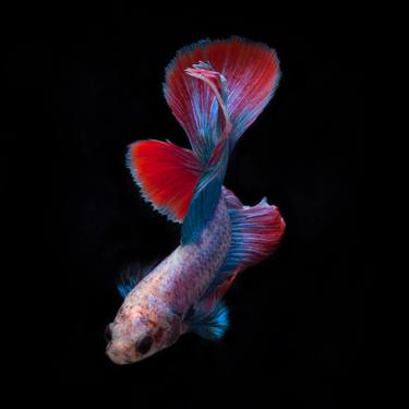 Betta 98 - Limited Edition of 50 thumb