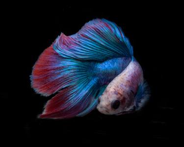Betta 100 - Limited Edition of 50 thumb