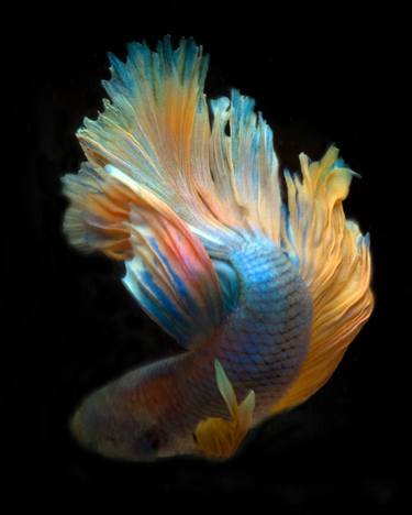 Betta 43 - Limited Edition of 30 thumb