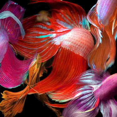 Print of Fine Art Fish Photography by Michael Filonow