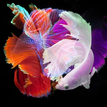 Betta Collage 59 - Limited Edition of 30 thumb