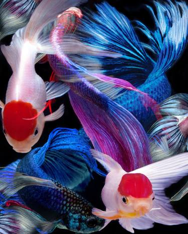 Original Fish Photography by Michael Filonow