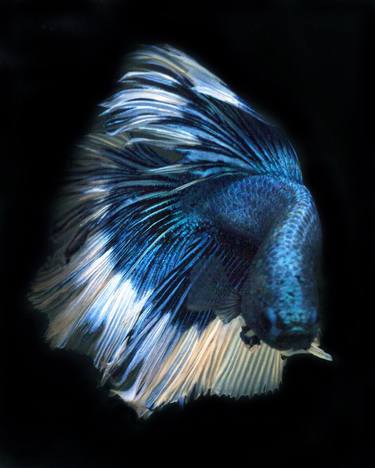 Betta 70 - Limited Edition of 50 thumb